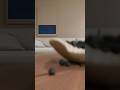 D5 Render Interior Animation Shorts | Living  Room #d5render #interiordesign #livingroom