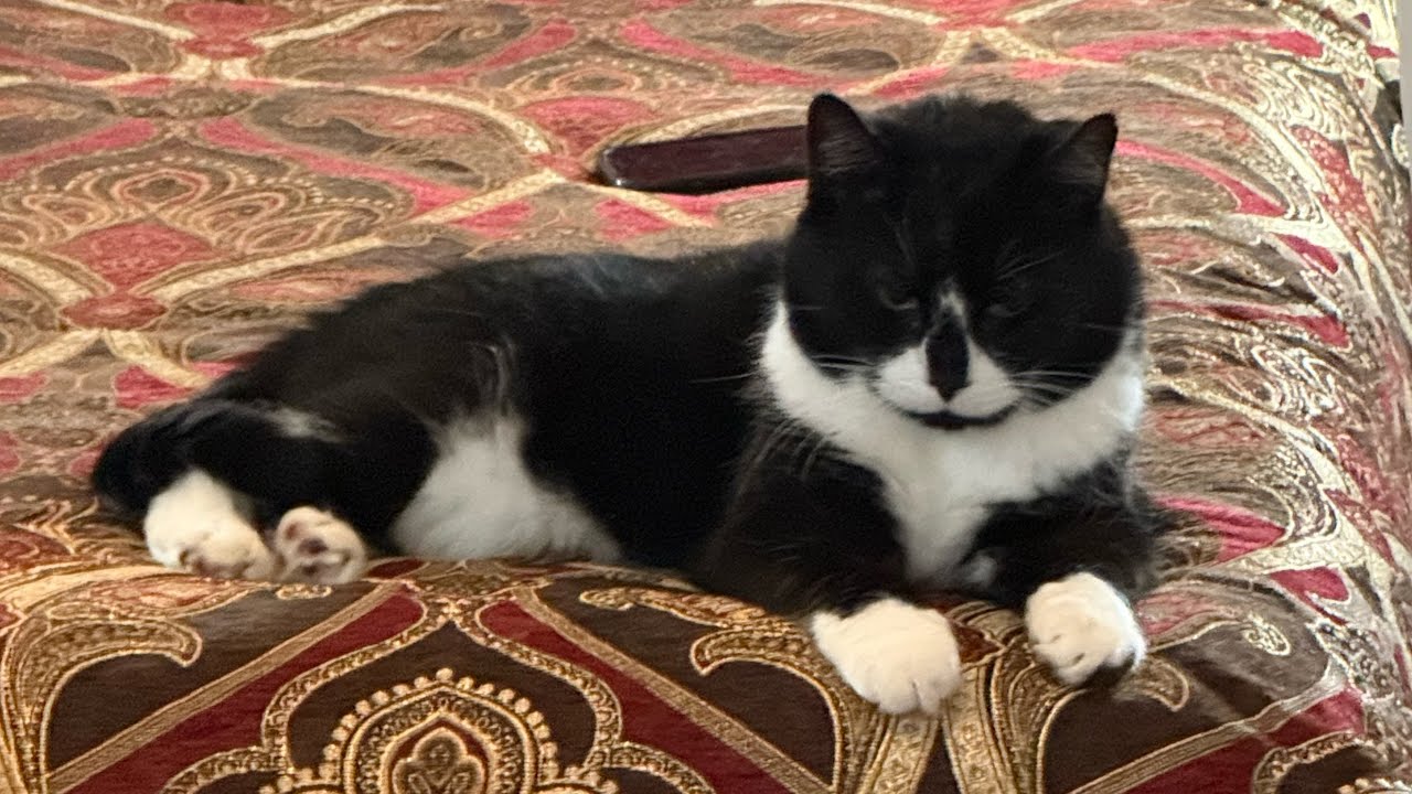 SOX PURRS LOUD ON ME cat cute kitten asmr YouTube Sox purrs loud on me cat cute kitten asmr youtube