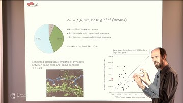 Dynamic Neural Network Structures Through Stochastic Rewiring