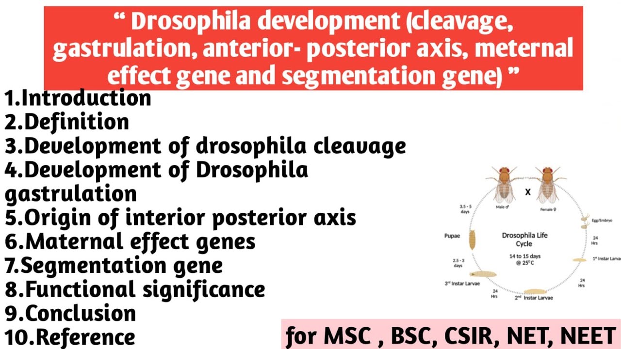 Drosophila development | Cleavage | Gastrulation | Anterior posterior ...