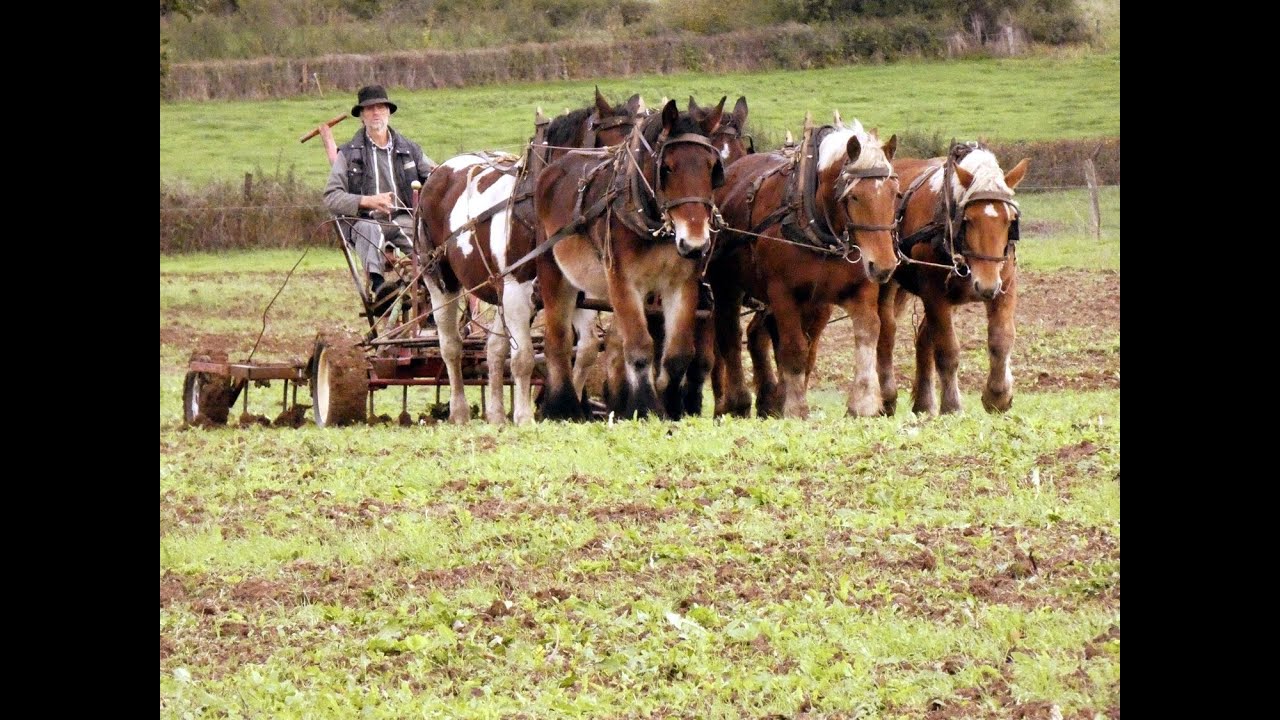 Attelage agricole à 6 chevaux, en France, en 2019
