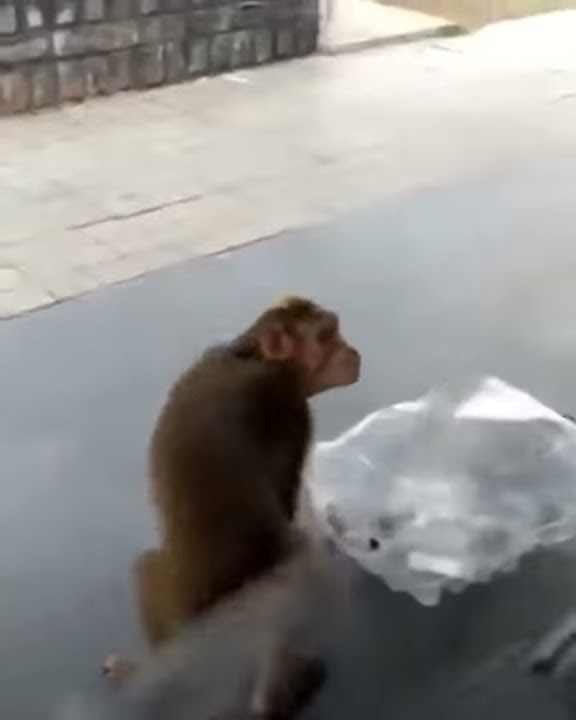 Monyet bikin kesel anjing ...