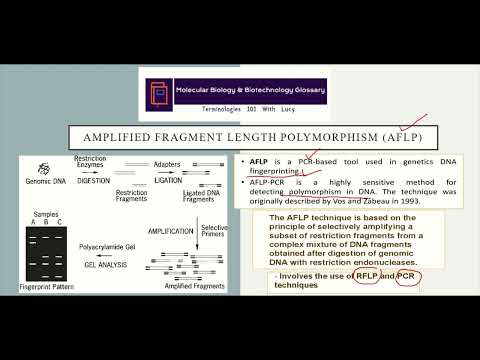 Amplified Fragment Length
