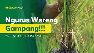 #BelajarPadi​ - Basmi Hama Wereng Padi itu Gampang!