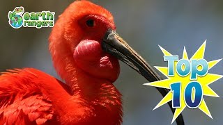 Top 10: Weirdest Looking National Birds