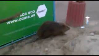 it's a beaver! (eng/rus subtitles) (Это бобёр!)