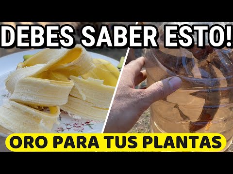 Video: Cáscara de plátano y sus usos. Fertilizante de cáscara de plátano para plantas de interior