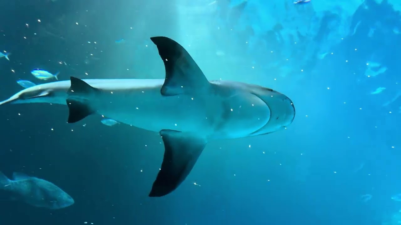 Aquarium Tour in Las Palmas – Discover the  Beauty of Poema Del Mar 🐠🦞🌊