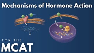 MCAT Mechanisms of Hormone Action Explained in 5 Minutes