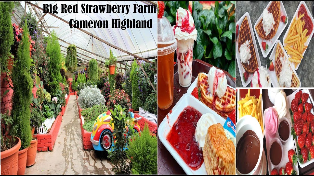 Big Red Strawberry Farm 🍓 | Brinchang, Cameron Highlands