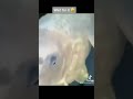 Funny moments animals just for laughs vidos danimaux drle