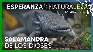 El rescate de ajolotes en el corazón de Ciudad de México | Esperanza en la naturaleza