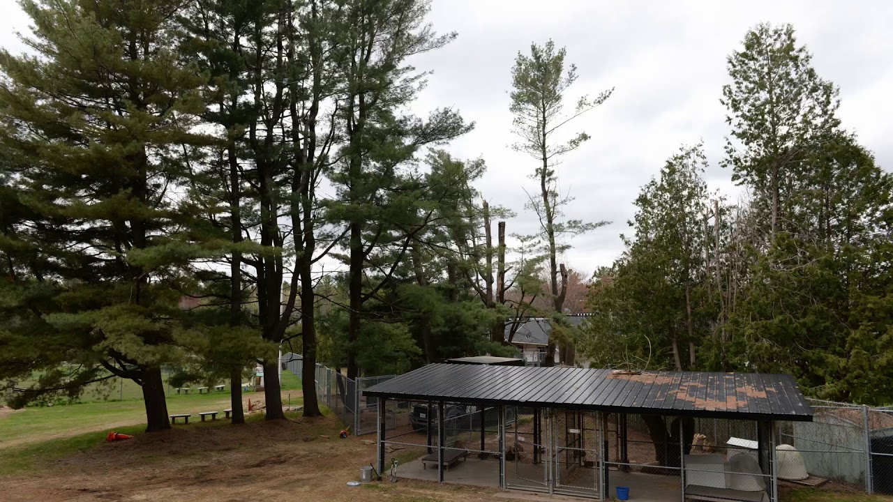 Spring tree-cutting, 2019