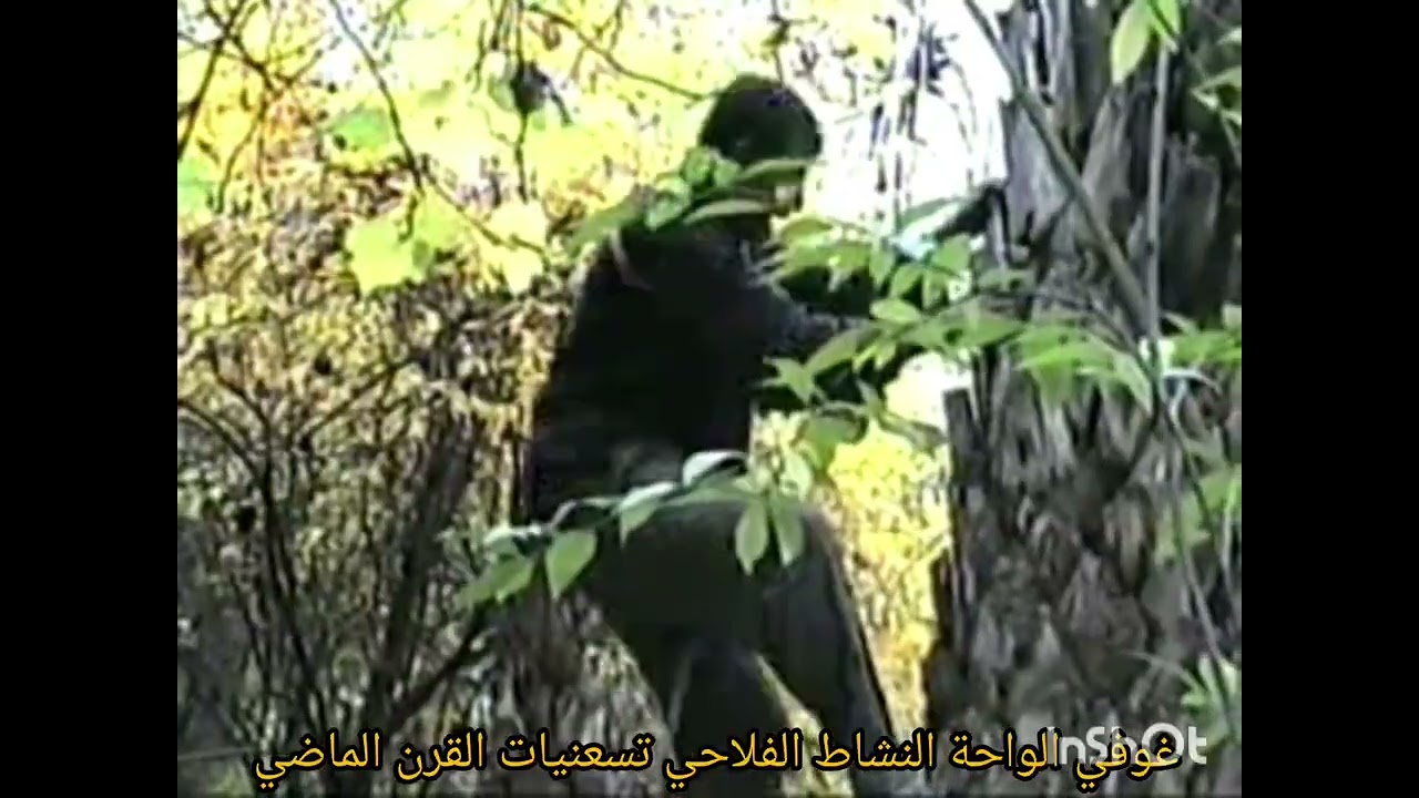 غوفي الواحة : النشاط الفلاحي تسعنيات القرن الماضي 