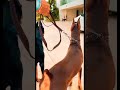 دوبرمان اجمل كلب لاتنسى الاشتراك في القناه Follow my foryou viral fyp shorts mp3