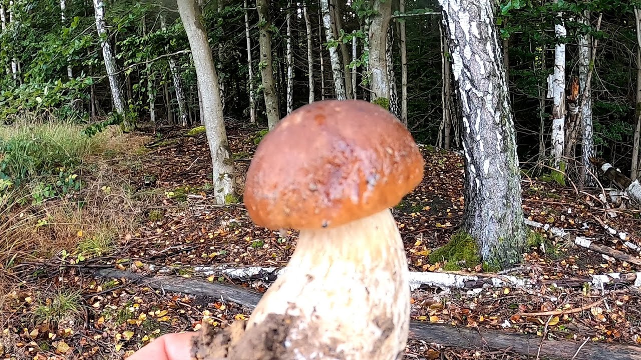 Las Starokrakowski pełen niespodzianek Borowiki i nie tylko