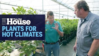 How To Choose Plants For Hot Climates | This Old House