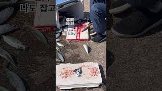 경주 전촌항 낚시 나도 잡을 줄 아는데.. 자리가 없다 #고등어낚시 #전촌항 #낚시