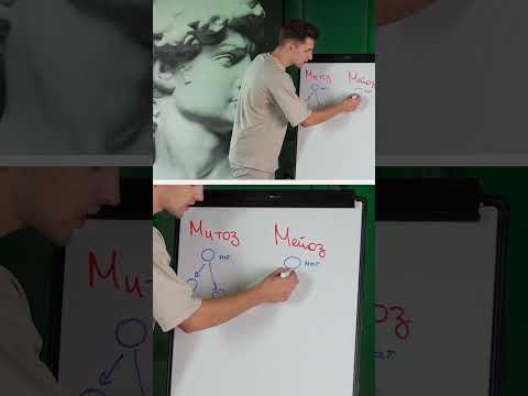 Сравнение митоза и
