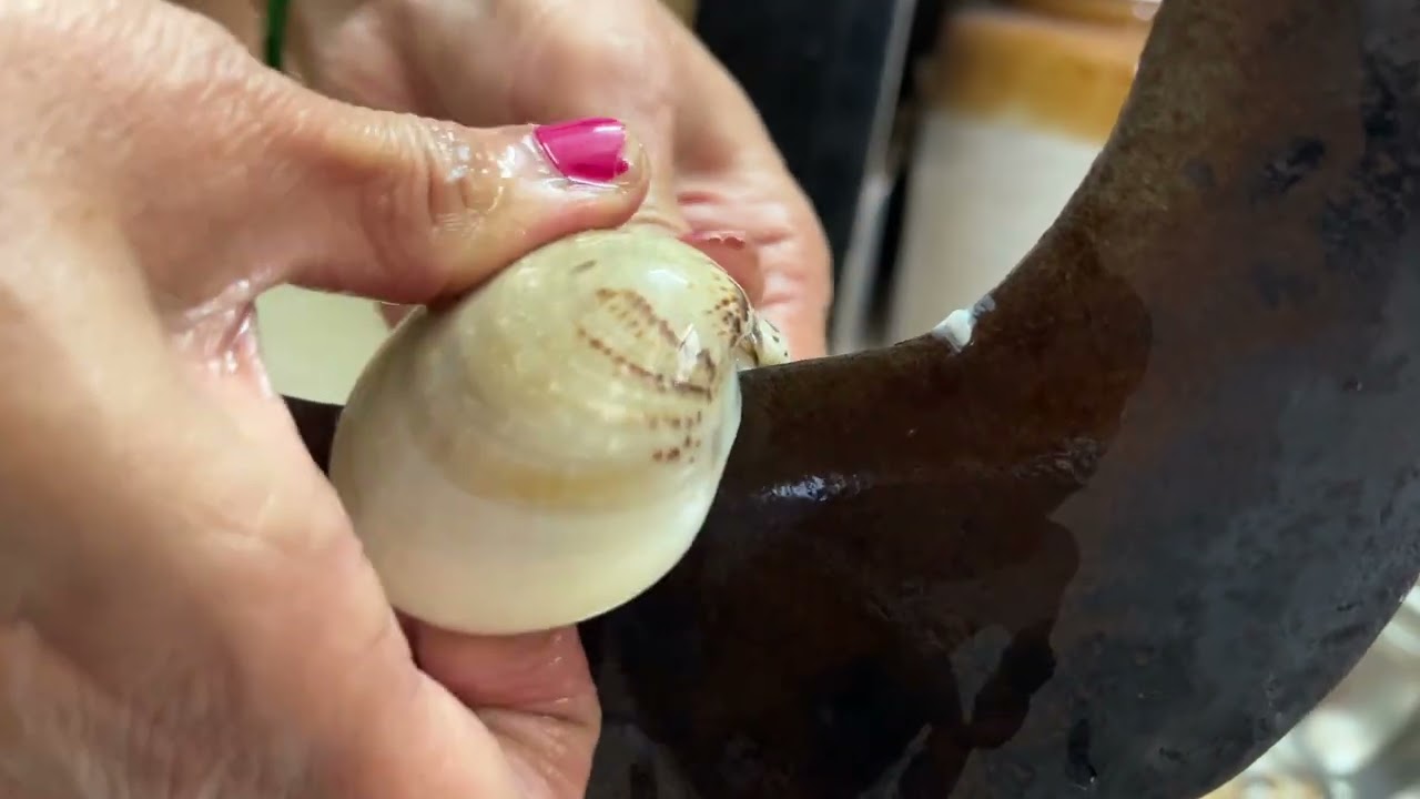 How to Open Clams Properly at Home | Step-by-Step Easy Method for Beginners 🐚