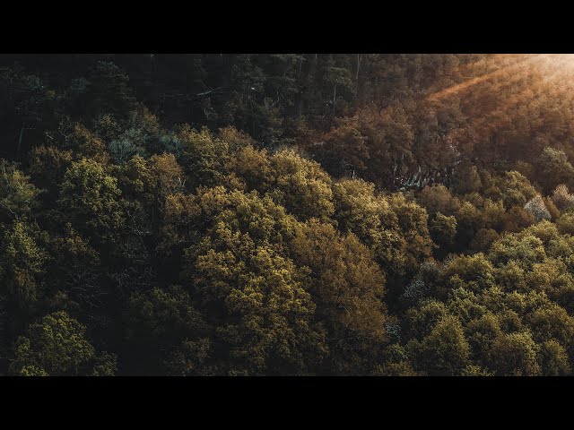 The Forest | Cinematic Drone Footage class=