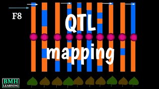 Quantitative Trait Locus Mapping | QTL Mapping | QTL Trait Analysis |