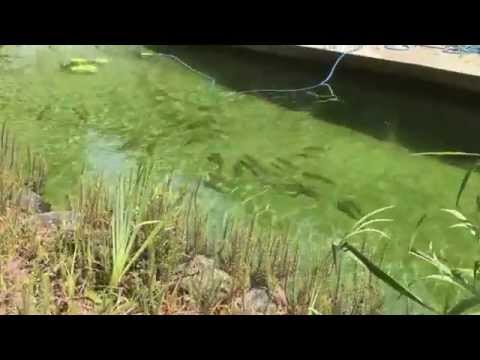 All in One! Natural pool, fish pond and veggies