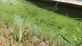 All in One! Natural pool, fish pond and veggies This short video clip shows an Aquaviva Australia Natural Pool which was built around 2005. It has been stocked with 25+ rainbow
