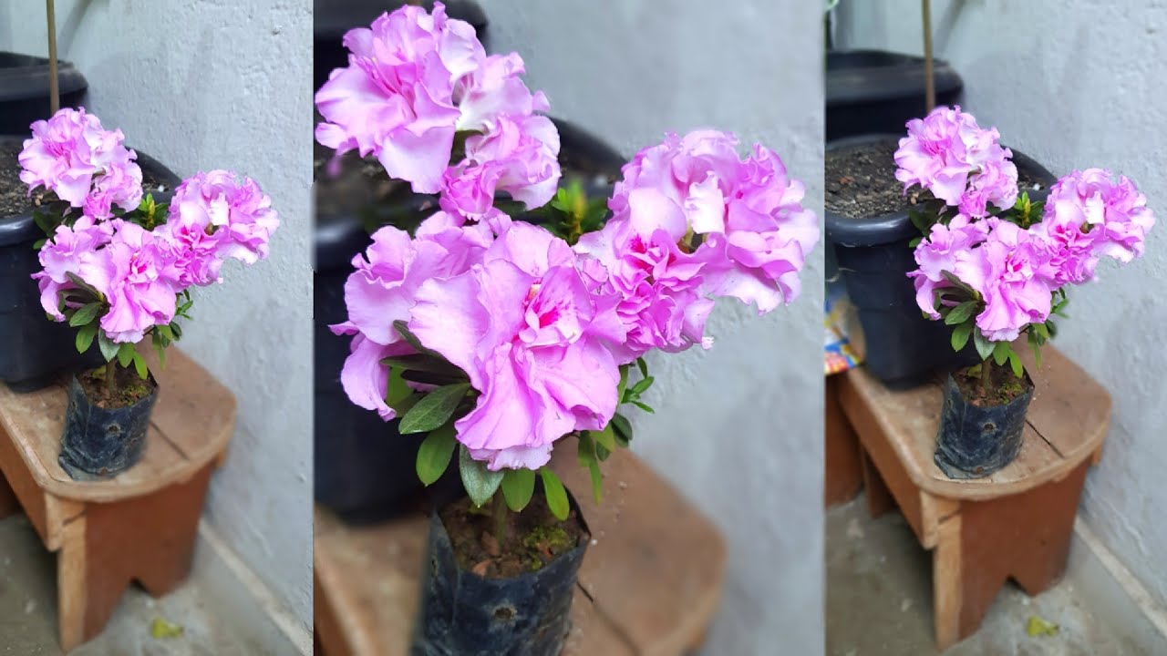 Essa planta tem a flor Roxa mais linda do mundo (tira o fôlego) - thptnganamst.edu.vn