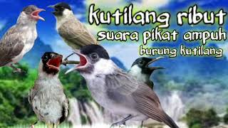 kutilang ribut suara pikat ampuh burung kutilang liar #kutilangribut #pikatkutilang