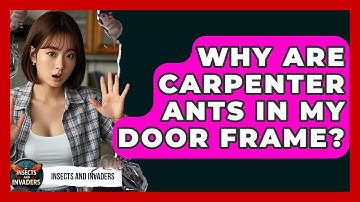 Why Are Carpenter Ants In My Door Frame? - Insects and Invaders