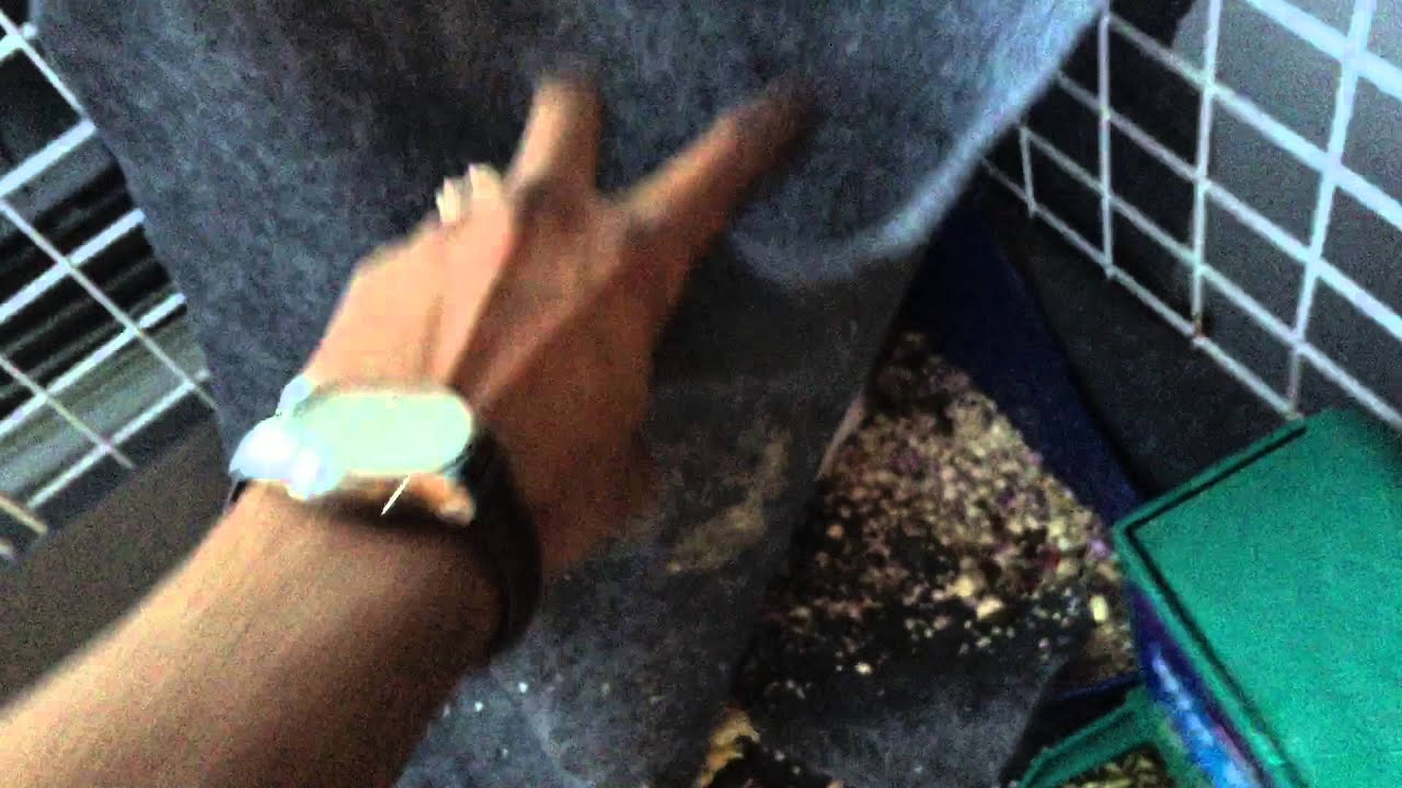 Run Rodent Run Official Trailer