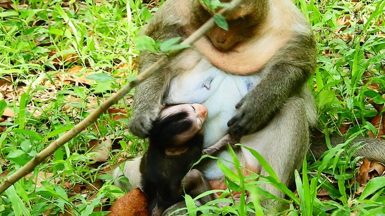 why him Stop Milking Baby, Dana Angry wit baby requests Milk Why Mom Dont Give Milk To baby