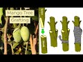 How to graft mango tree from cutting that will work 100%