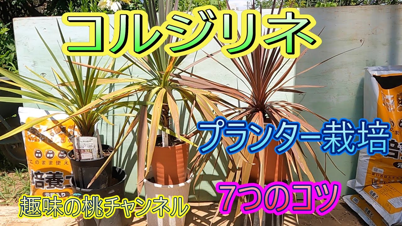 【コルジリネ】プランター栽培　7つのコツ　25/7/19