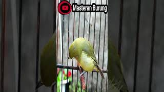 Pleci Dakun Lombok Belajar Ngalas #short - Bird Sound