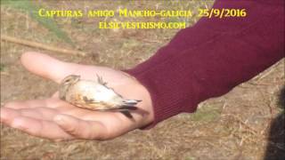 Capturas amigo Mancho (Galicia) 25-9-2016