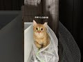チャイさんの暮らし㉙。#保護猫