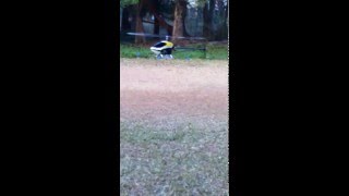 Radix Blade Rave Balistic Helicopter 700 - IISc