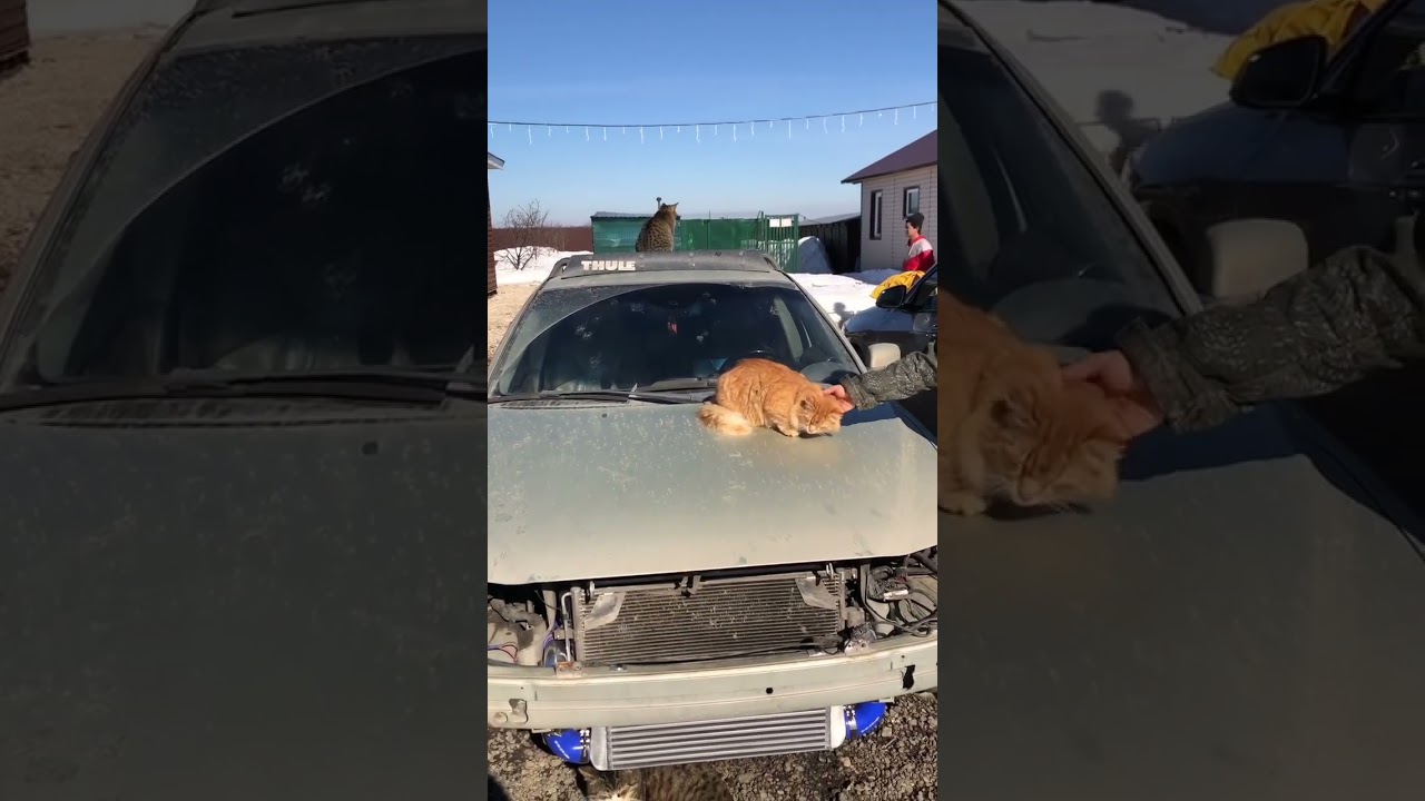 Мы долго скрывали 😎 Но пришло время признаться: у нас открылся автосервис 🚙🚗🛻 Подробности ⬇️