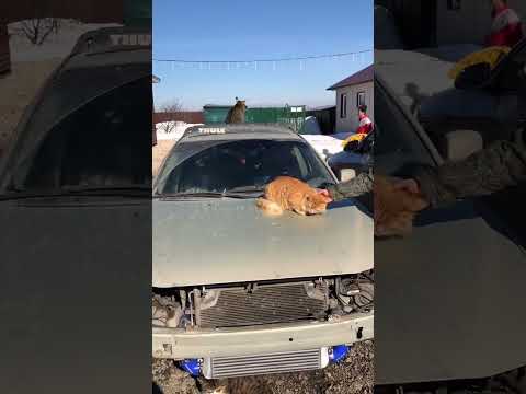 Мы долго скрывали 😎 Но пришло время признаться: у нас открылся автосервис 🚙🚗🛻 Подробности ⬇️