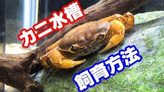 カニの飼育方法　1年飼育しました【かに水槽#6】