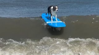 Dog Surfing    How to teach a dog to surf by Uniq Perspektive 1,582 views 3 years ago 1 minute, 31 seconds