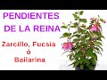 PENDIENTES DE LA REINA. Cuidados y características