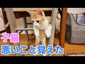 とうとう悪いことを覚えてしまった子猫！保護猫の成長記録と初老夫婦の日常