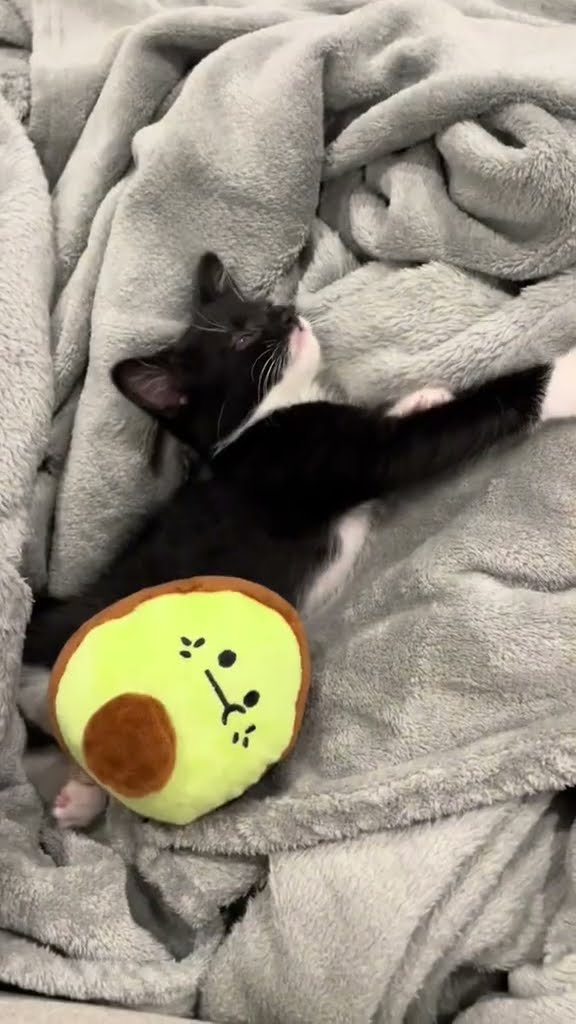 C magnifique  vidéo chat