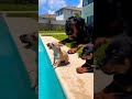 One Bark From Dad and the Chihuahua Jumps Into the Pool 🐕🦺