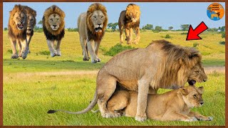 Vida Selvagem o Segredo Dos Leões e Luta De Leão Por Território