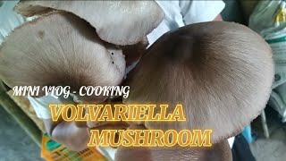 Volvariella volvacea - Wikipedia