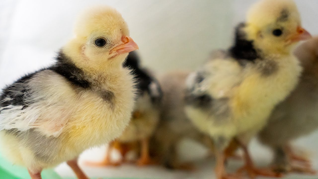 LIVE Tiny Baby Chickens 10 Days Old